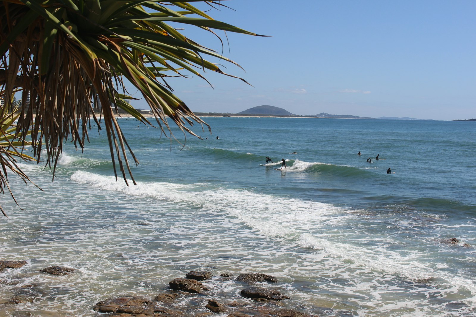 alexandra headland
